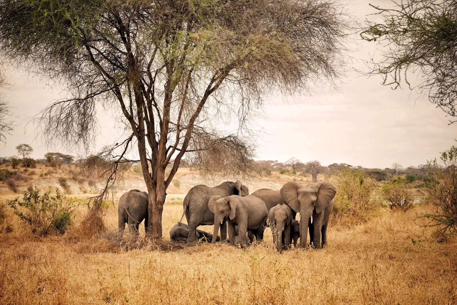 A family of elephants resting in the shade of an acacia tree on the Tanzanian savanna